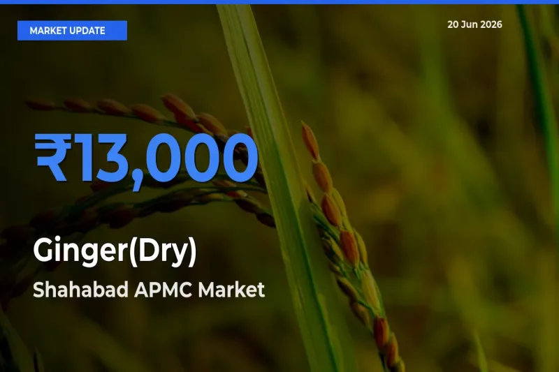 Shahabad APMC Offers ₹13,000 – Highest Ginger(Dry) Rate Today