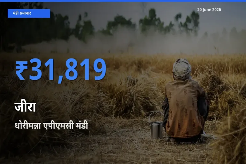 धोरीमन्ना एपीएमसी में जीरा का आज सबसे ऊँचा भाव