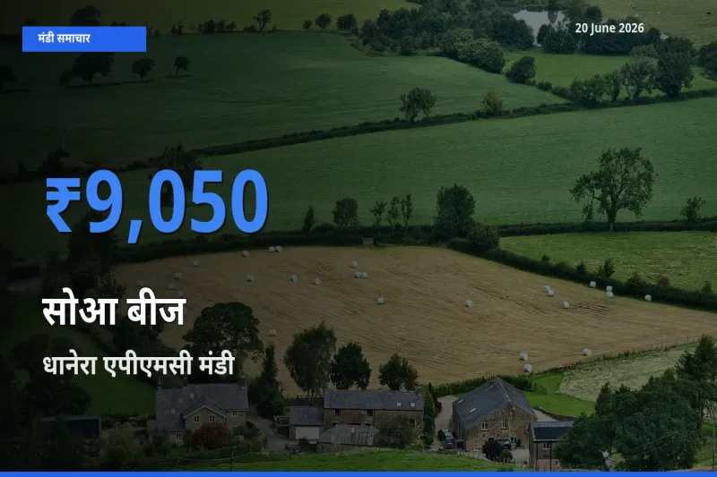 टॉप मंडी बना धानेरा एपीएमसी! सोआ बीज के सबसे ऊँचे दाम यहीं दर्ज