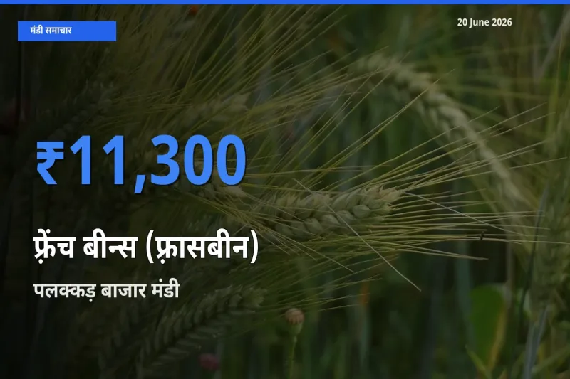 बाज़ार संकेत: पलक्कड़ बाजार बना फ़्रेंच बीन्स (फ़्रासबीन) के लिए आज की टॉप मंडी