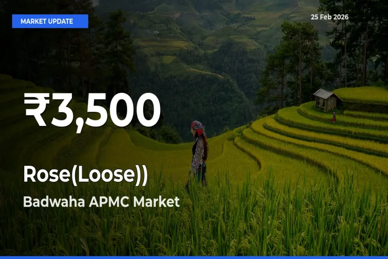 Sharp Fall! Rose(Loose)) Prices Drop to 30-Day Low in Badwaha APMC