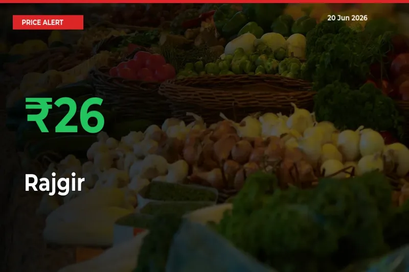Sudden 26.49% Rally in Rajgir Prices Across Mandis