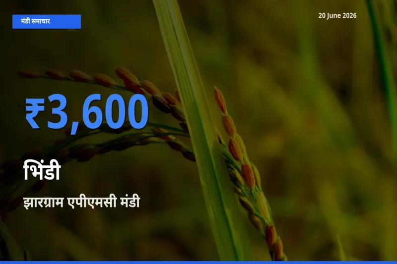 आज भिंडी के सबसे ज़्यादा दाम झारग्राम एपीएमसी मंडी में दर्ज