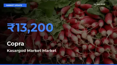 Copra Mandi Rate Today: Kasargod Market Tops the List