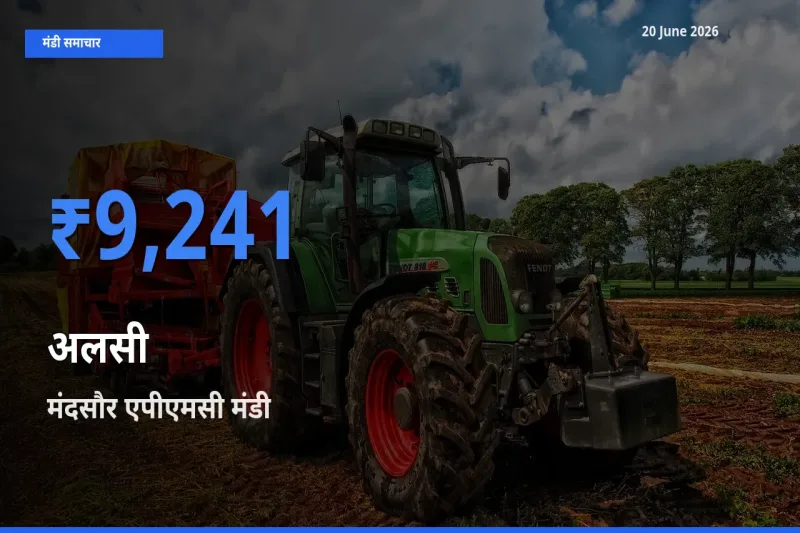 टॉप मंडी बना मंदसौर एपीएमसी! अलसी के सबसे ऊँचे दाम यहीं दर्ज