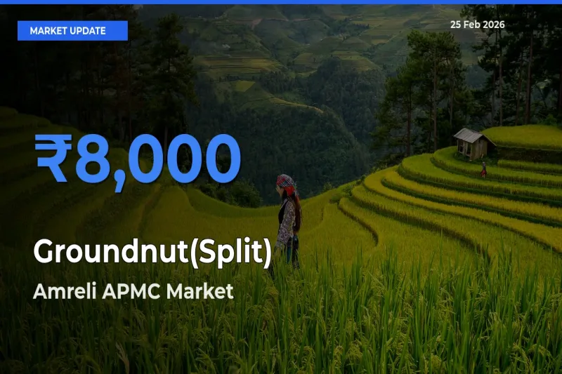 Market Watch: Amreli APMC Becomes Top Mandi for Groundnut(Split)