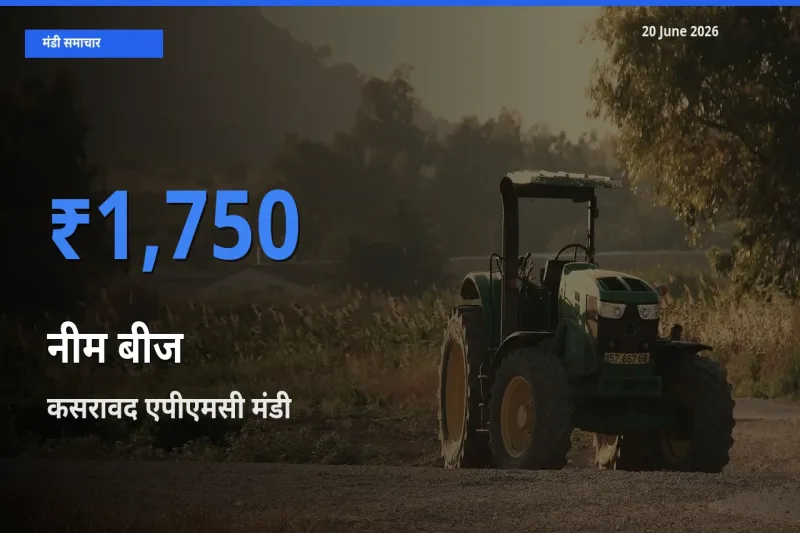 कसरावद एपीएमसी में नीम बीज का आज सबसे ऊँचा भाव