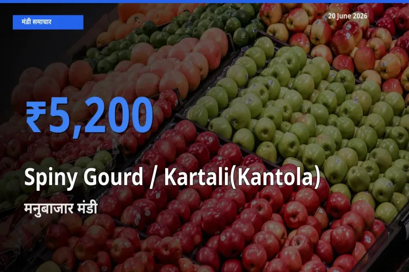 बाज़ार संकेत: मनुबाजार बना Spiny Gourd / Kartali(Kantola)
के लिए आज की टॉप मंडी