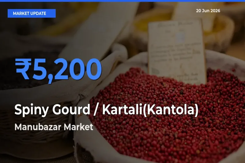 Manubazar Records Highest ₹5,200 Rate for Spiny Gourd / Kartali(Kantola)