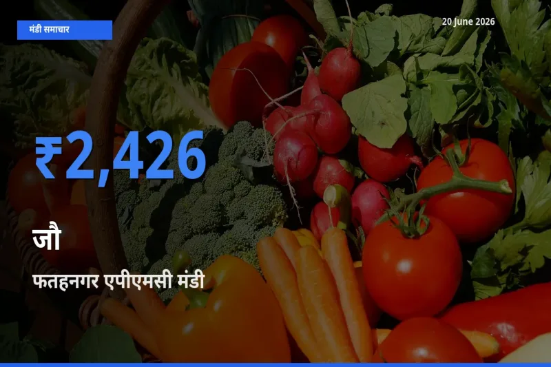 फतहनगर एपीएमसी मंडी में जौ ₹2,426 पर पहुँचा – आज का सर्वोच्च भाव