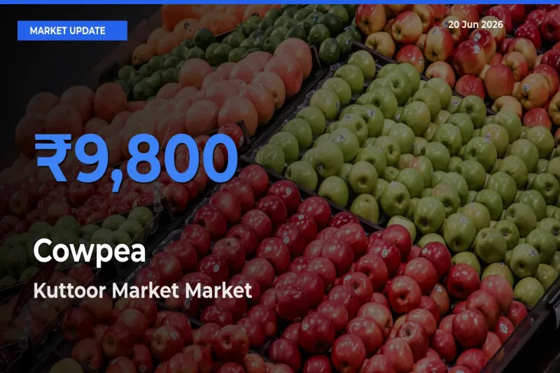 Top Performer! Kuttoor Market Offers Best Cowpea Price Today
