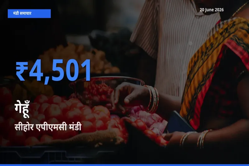 20 June अपडेट: गेहूँ के सबसे ऊँचे दाम सीहोर एपीएमसी मंडी में