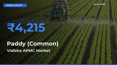 Market Watch: Vidisha APMC Becomes Top Mandi for Paddy (Common)