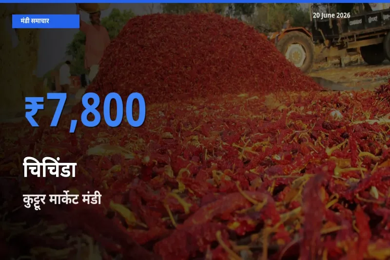 आज चिचिंडा के सबसे ऊँचे दाम ₹7,800 कुट्टूर मार्केट मंडी में