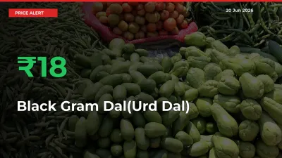 This Mandi Records 18.25% Jump in Black Gram Dal(Urd Dal) Prices