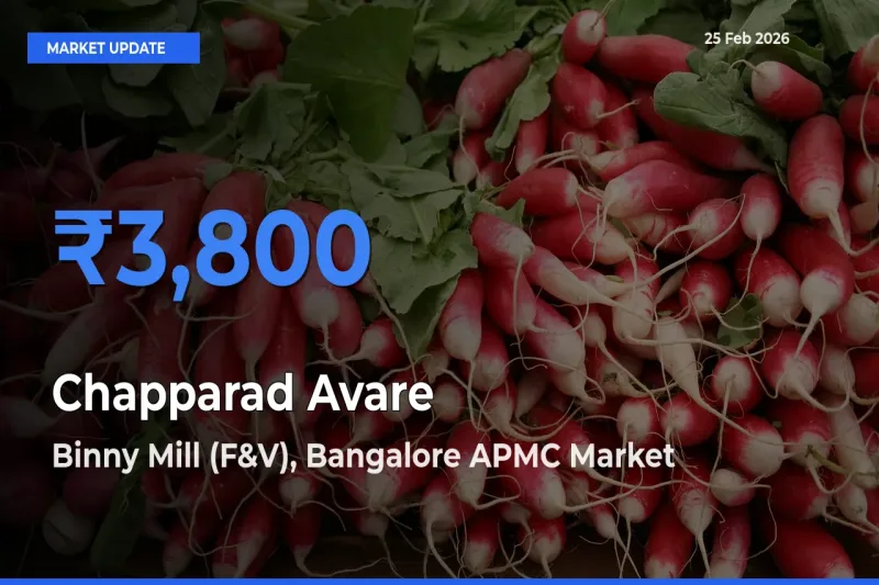Binny Mill (F&V), Bangalore APMC Offers ₹3,800 – Highest Chapparad Avare Rate Today