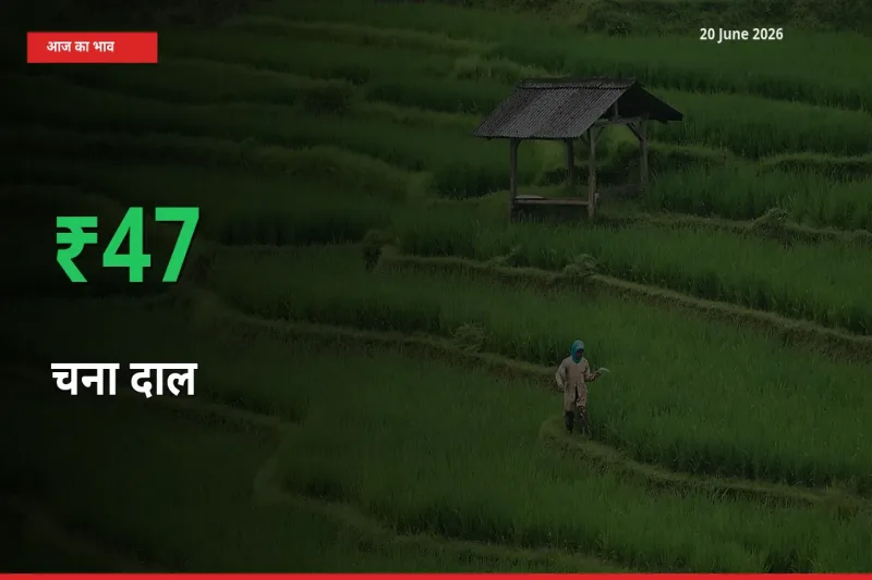 किसानों के लिए खुशखबरी! स्थानीय मंडी में चना दाल 47.13% उछला