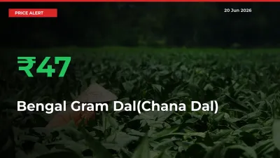 Sudden 47.13% Rally in Bengal Gram Dal(Chana Dal) Prices Across Mandis