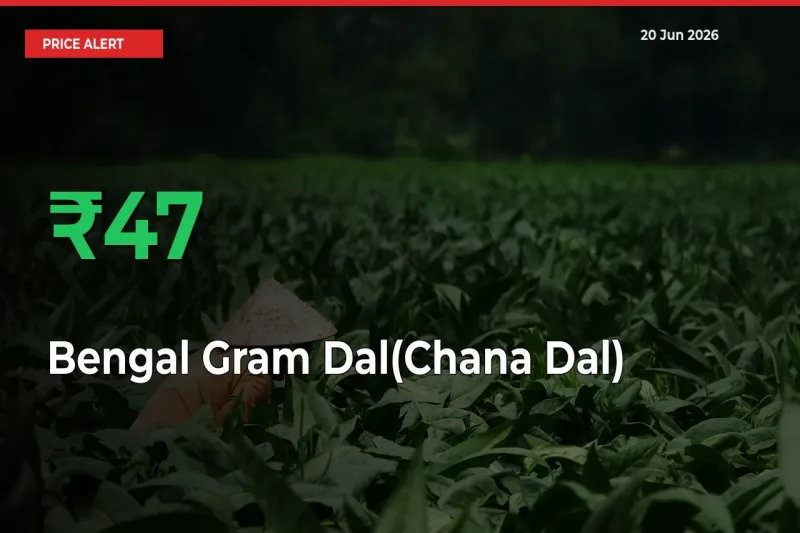 Sudden 47.13% Rally in Bengal Gram Dal(Chana Dal) Prices Across Mandis