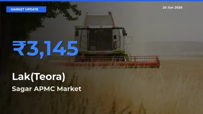 Top Performer! Sagar APMC Offers Best Lak(Teora) Price Today