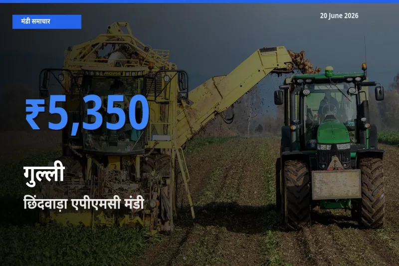 आज गुल्ली के सबसे ऊँचे दाम ₹5,350 छिंदवाड़ा एपीएमसी मंडी में