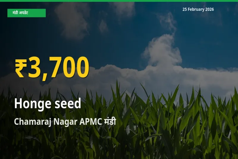 30 दिनों में सबसे ऊँचे स्तर पर Honge seed के दाम, Chamaraj Nagar APMC में उछाल