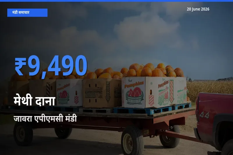 किसानों की पसंद बना जावरा एपीएमसी, मेथी दाना के सबसे अच्छे दाम