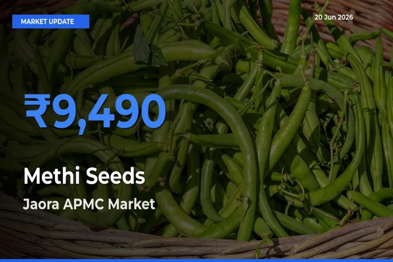 Jaora APMC Offers ₹9,490 – Highest Methi Seeds Rate Today