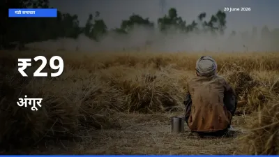 बाज़ार संकेत: अंगूर के भाव कई मंडियों में समान रुझान दिखा रहे