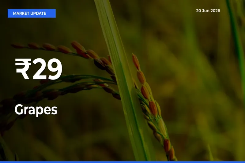 Grapes Mandi Trend Today: Prices Shift Across Multiple Markets