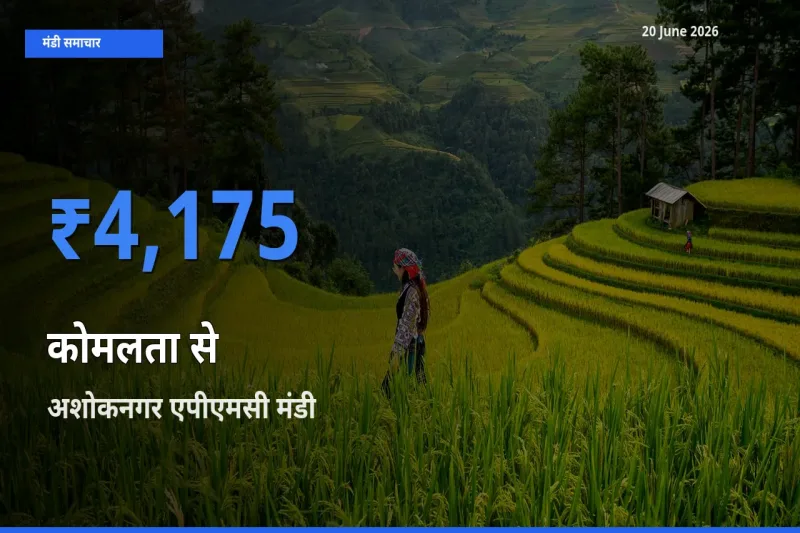 टॉप मंडी बना अशोकनगर एपीएमसी! कोमलता से के सबसे ऊँचे दाम यहीं दर्ज