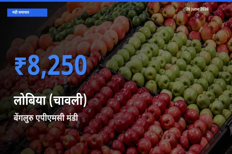 20 June अपडेट: लोबिया (चावली) के सबसे ऊँचे दाम बेंगलुरु एपीएमसी मंडी में