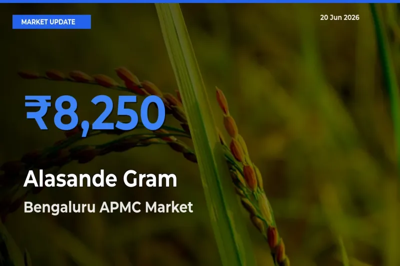 Alasande Gram Mandi Rate Today: Bengaluru APMC Tops the List