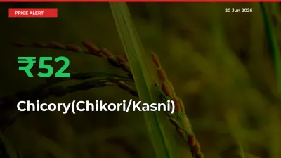 Chicory(Chikori/Kasni) Rises 51.65% at Mandis