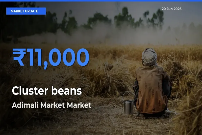Farmers Prefer Adimali Market as Cluster beans Hits Highest Rate