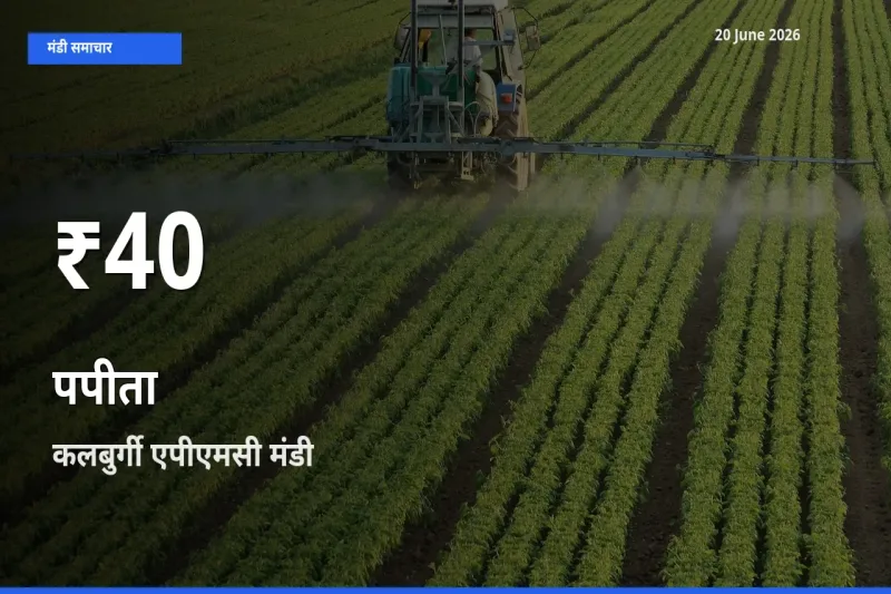 20 June अपडेट: पपीता के दाम 30 दिन के न्यूनतम स्तर पर, कलबुर्गी एपीएमसी