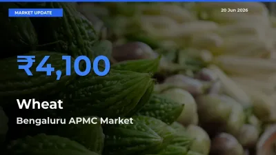 Bengaluru APMC Offers ₹4,100 – Highest Wheat Rate Today