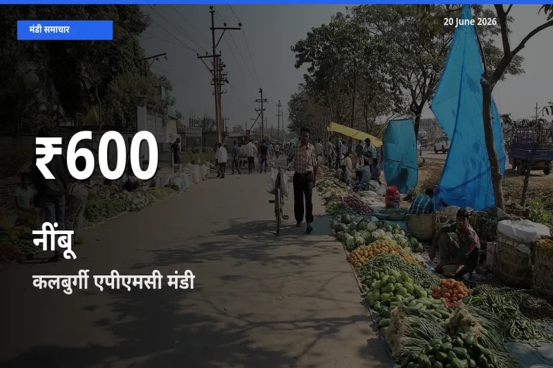 नींबू के दामों में गिरावट, कलबुर्गी एपीएमसी में 30 दिन का न्यूनतम भाव