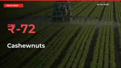 Sudden Shock! Cashewnuts Drops 72.1% in 24 Hours at Top Mandis