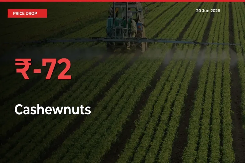 Sudden Shock! Cashewnuts Drops 72.1% in 24 Hours at Top Mandis