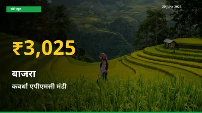 30 दिनों में सबसे ऊँचे स्तर पर बाजरा के दाम, कवर्धा एपीएमसी में उछाल