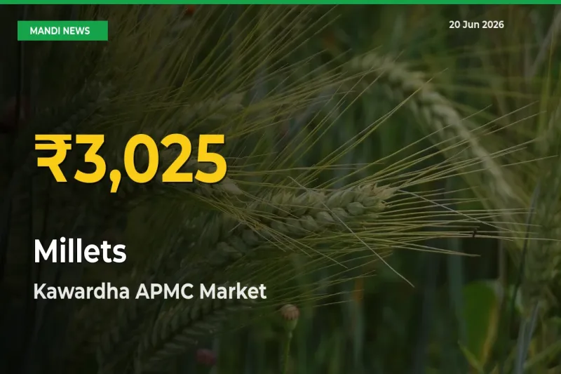 Millets Price Rally Continues – Kawardha APMC Hits Fresh High Today