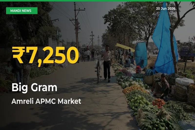 Big Gram Price Rally Continues – Amreli APMC Hits Fresh High Today