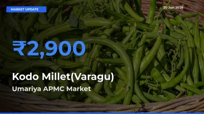 Umariya APMC Offers ₹2,900 – Highest Kodo Millet(Varagu) Rate Today