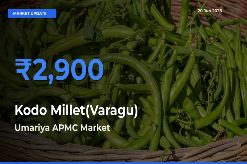 Umariya APMC Offers ₹2,900 – Highest Kodo Millet(Varagu) Rate Today