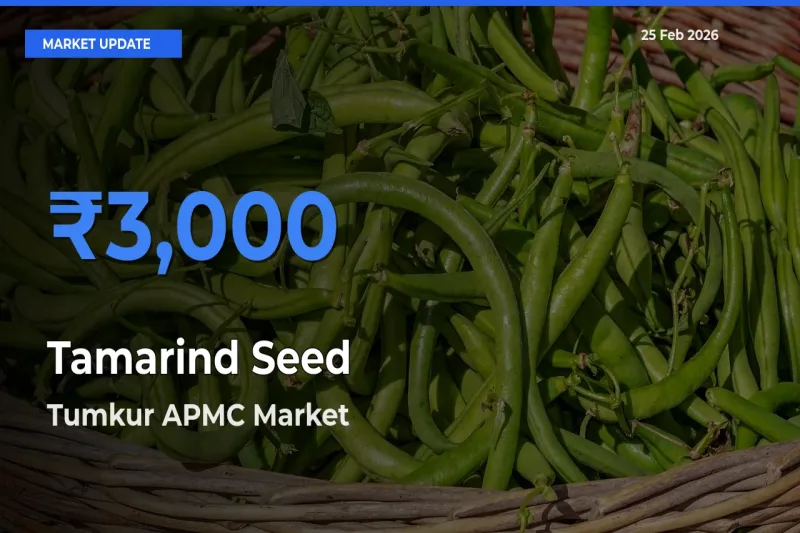 Tumkur APMC Leads as Top Mandi for Tamarind Seed Prices