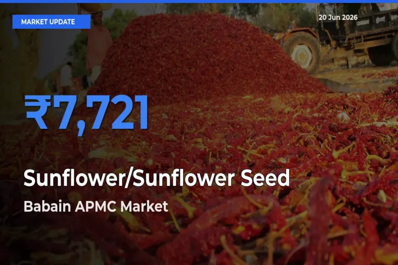 Babain APMC Emerges as Top Mandi for Sunflower/Sunflower Seed Prices Today