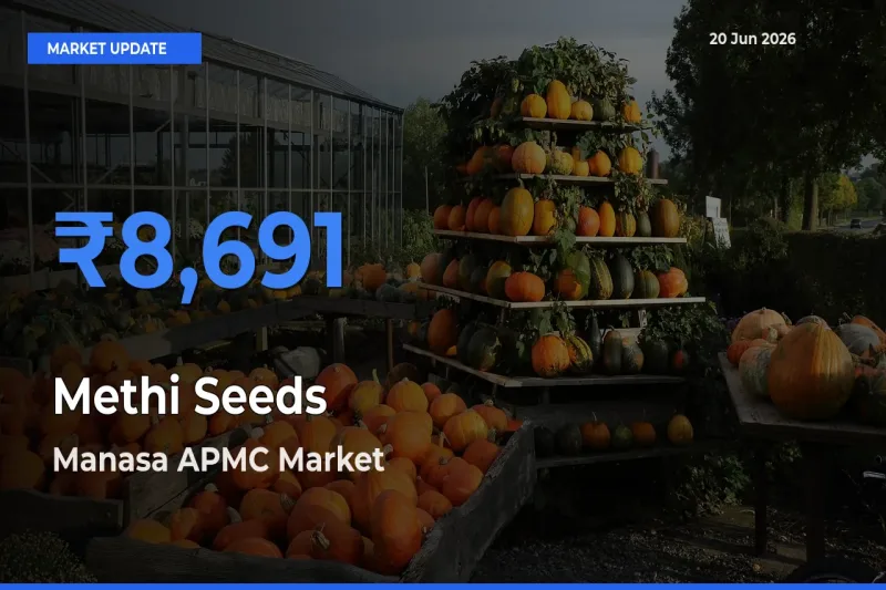 Market Watch: Manasa APMC Becomes Top Mandi for Methi Seeds