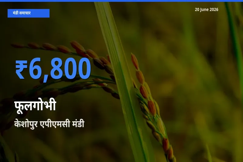 किसानों की पसंद बना केशोपुर एपीएमसी, फूलगोभी के सबसे अच्छे दाम