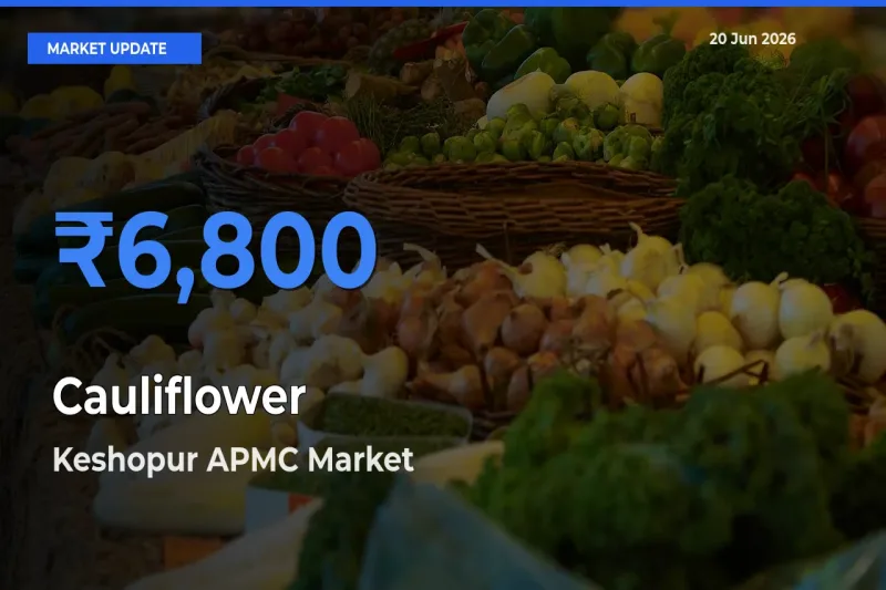 Keshopur APMC Tops Cauliflower Rates – June 20 Market Update